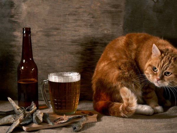 Кот с пивом