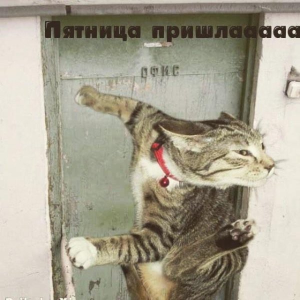 Смешное про пятницу