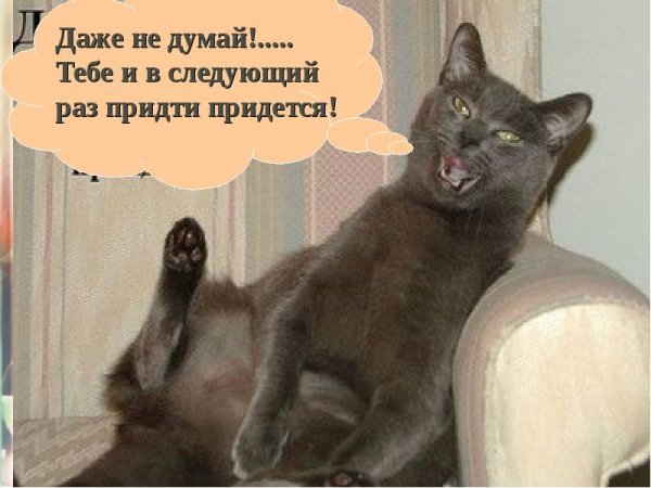 Пятница котики приколы