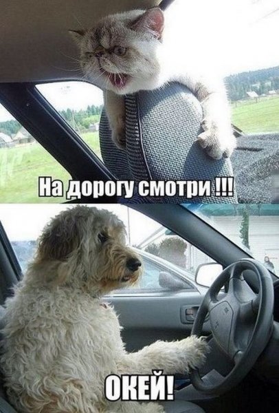 Картинки для ватсапа прикольные
