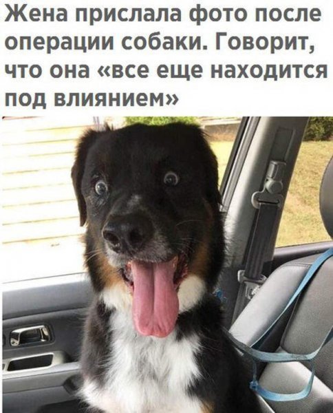 Картинки прикольные смешные с надписями