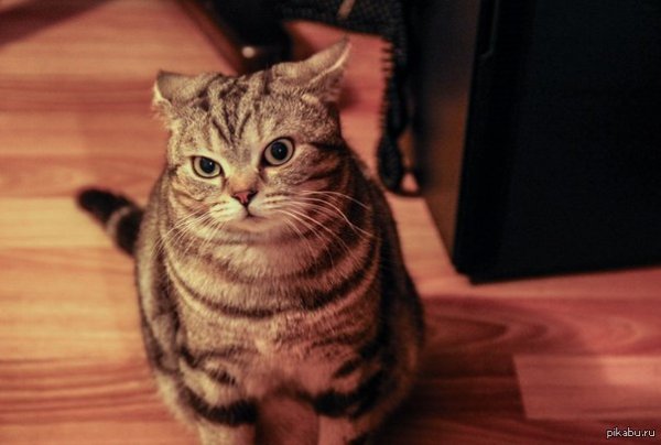 Матерные мемы с котами