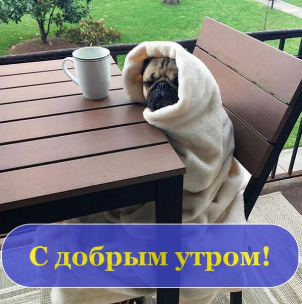 Фото с добрым утром прикольные