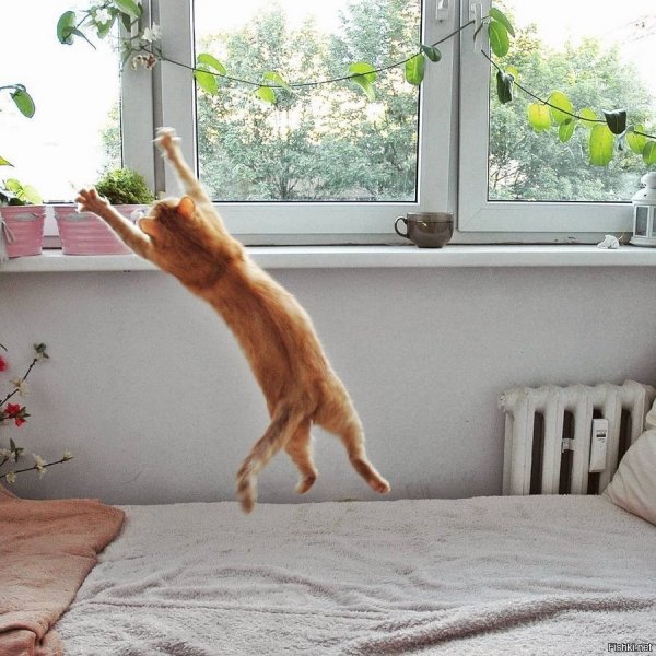 Смешные утренние котики