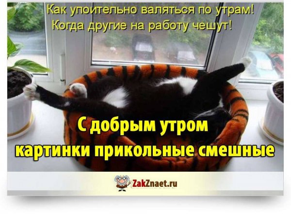 Смешные картинки с добрым утром