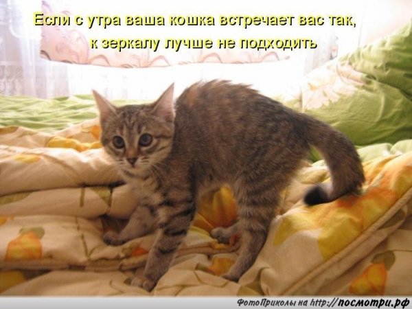 Доброе утро животные смешные с надписями