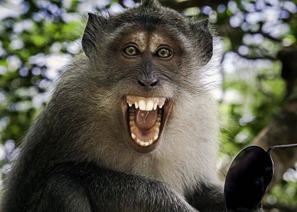Финалисты конкурса comedy Wildlife Photography Awards 2019