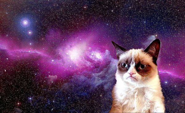 Коты на фоне космоса