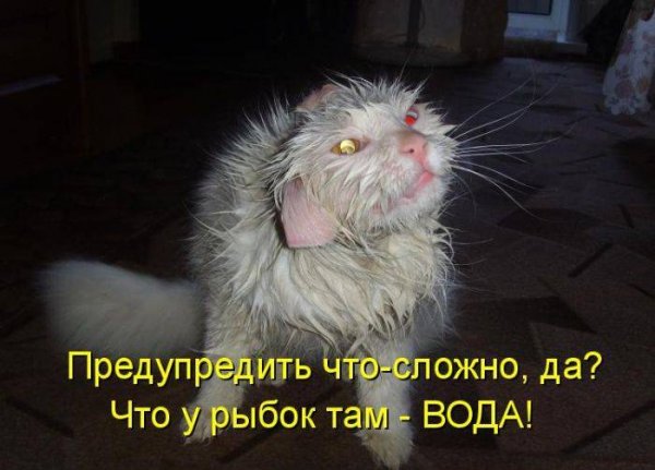 Прикольные надписи с котами