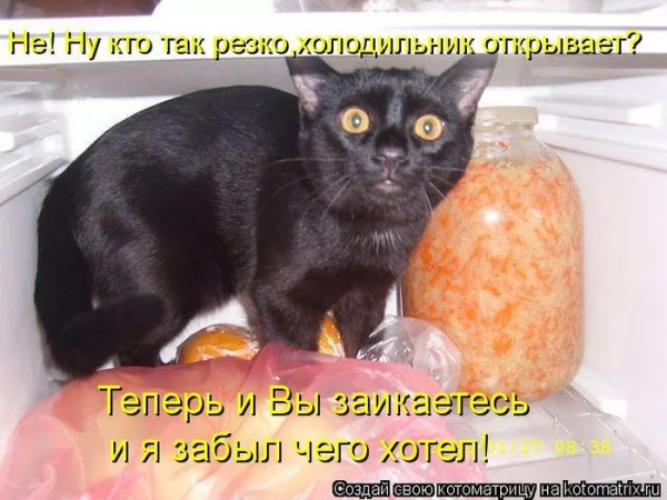 Смешные надписи с котами