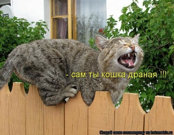 Коты приколы с надписями