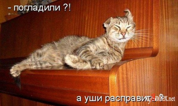 Смешные коты с надписями