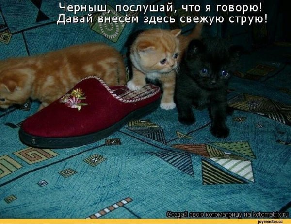 Приколы про котов с надписями