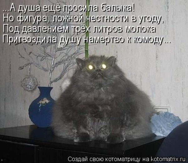 Смешные приколы про кошек с надписями