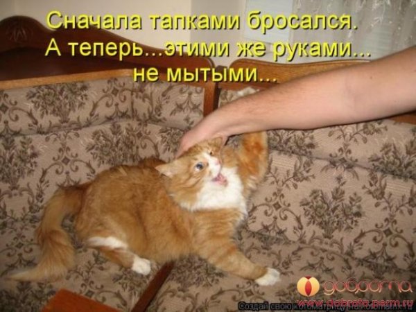 Приколы про котов с подписями
