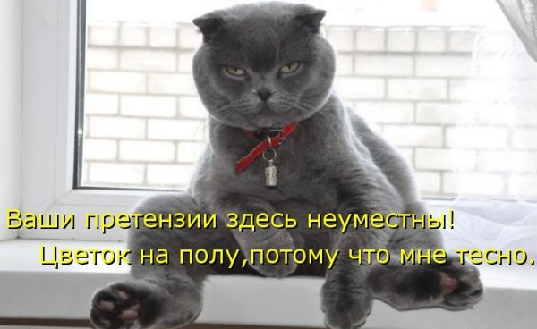 Котики приколы с надписями