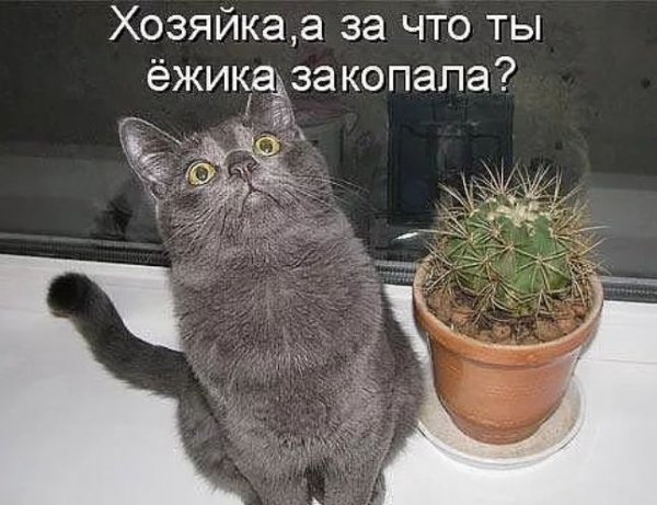 Приколы с котами с надписями до слез