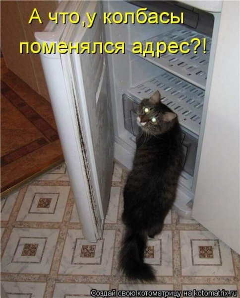 Коты и кошки приколы с надписями