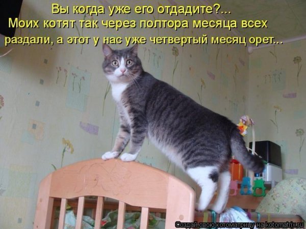 Смешные коты с надписями для детей