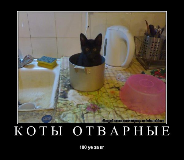 Смешные надписи с котами
