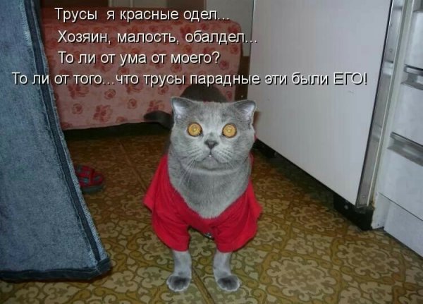 Смешные котики с надписями