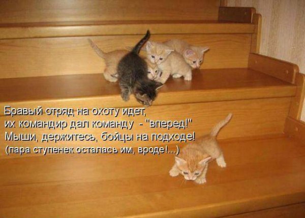 Смешные котики с надписями