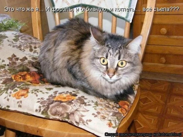 Приколы с котами с надписями