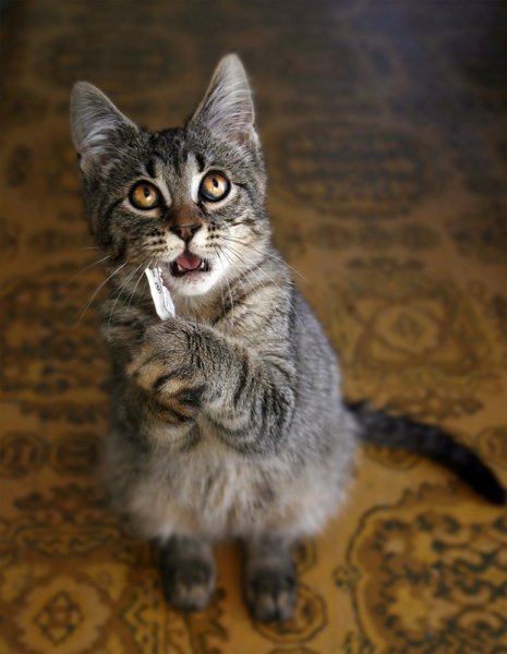 Котики с надписями