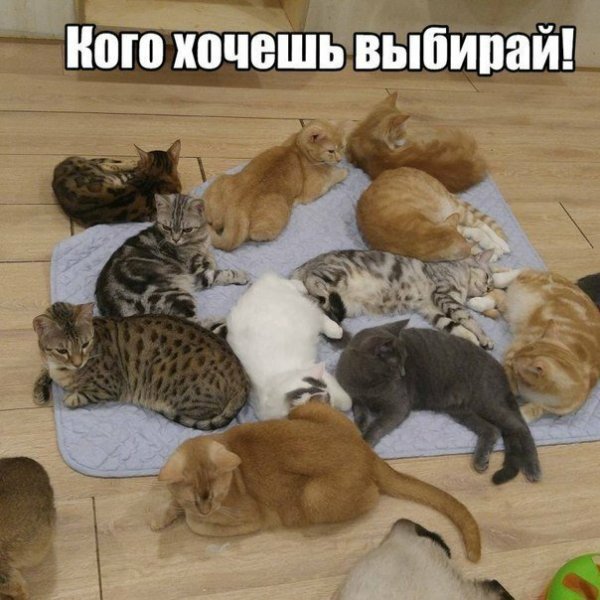 Прикольные надписи с котами