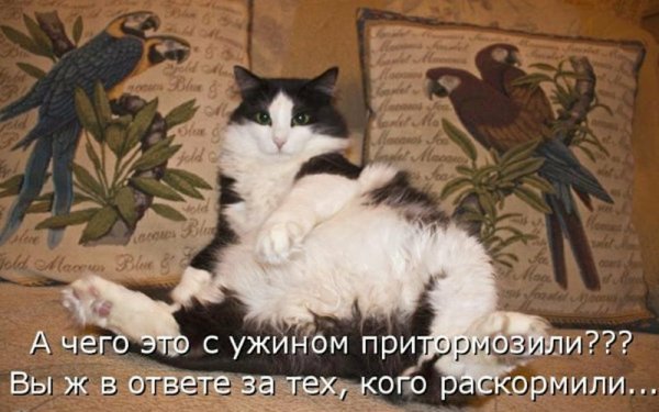 Смешные фразы с животными