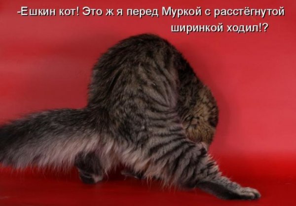 Забавные коты с подписями