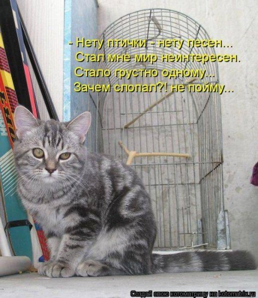 Смешные коты с надписями