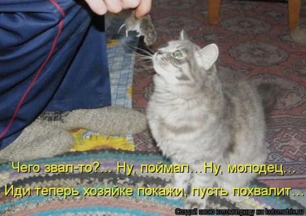 Смешные коты с подписями до слез