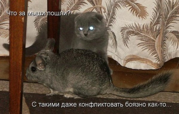 Приколы про котов и мышей