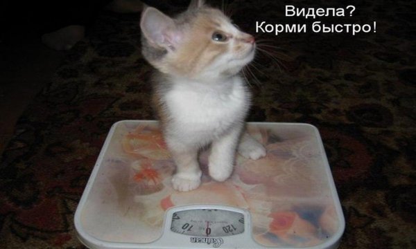 Смешные котики с надписями до слёз