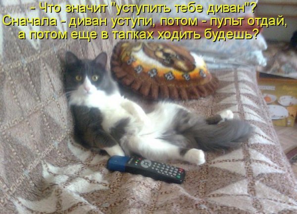 Смешные кошки с надписями про работу