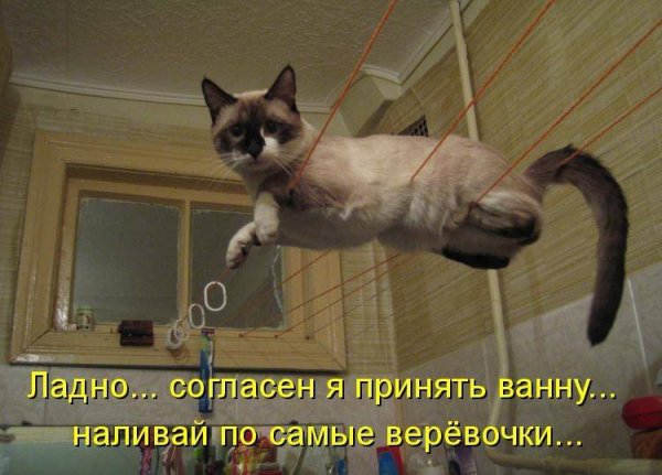 Смешной кот с надписью