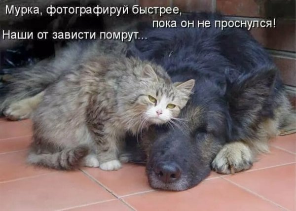 Смешные коты с надписями до слёз