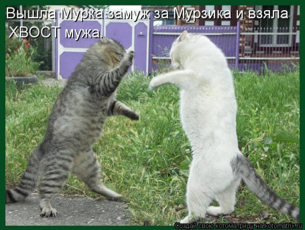 Приколы с котиками и подписями