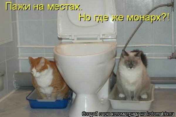 Смешилки про котов