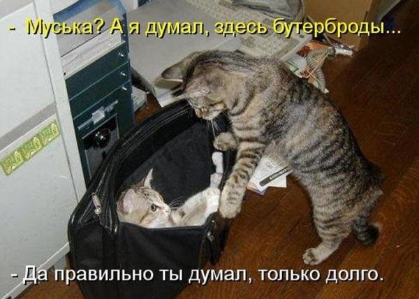 Смешные коты с подписями до слез