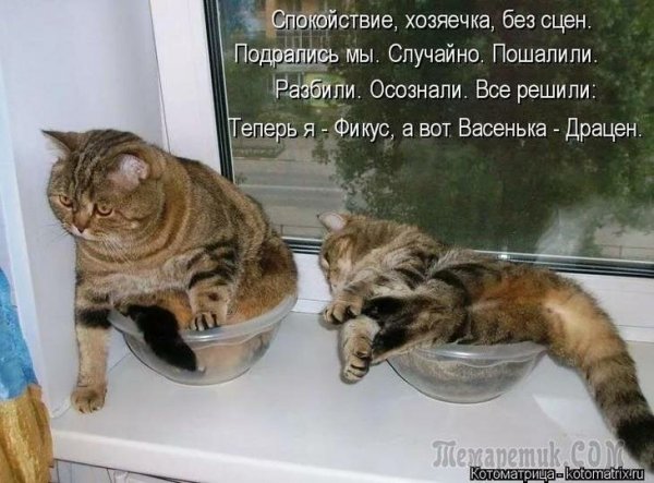 Анекдоты про кошек в картинках