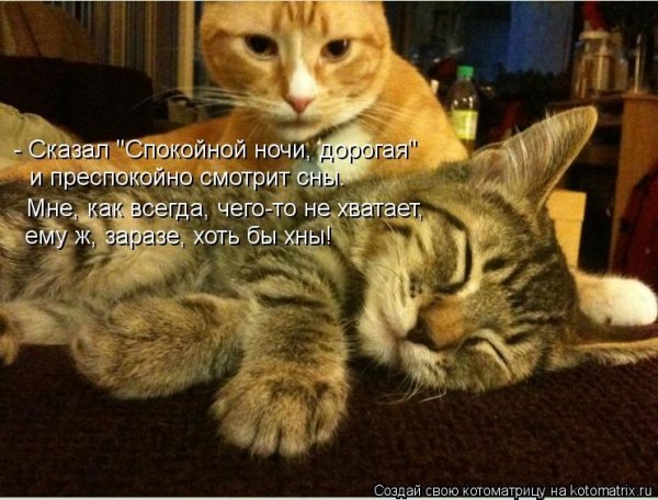 Коты желают спокойной ночи
