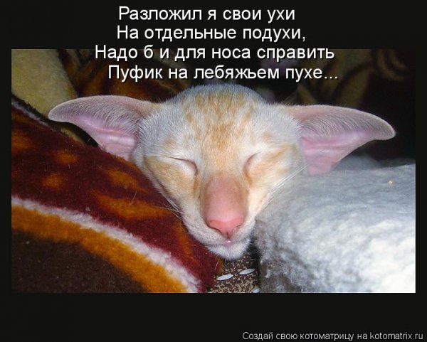 Спокойной ночи со смешными котами