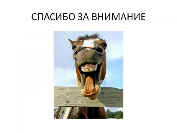 Спасибо за внимание животные