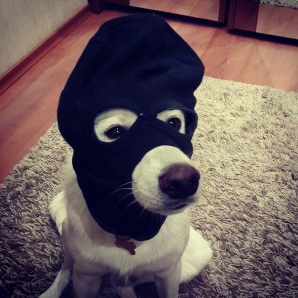 Собака в Балаклаве