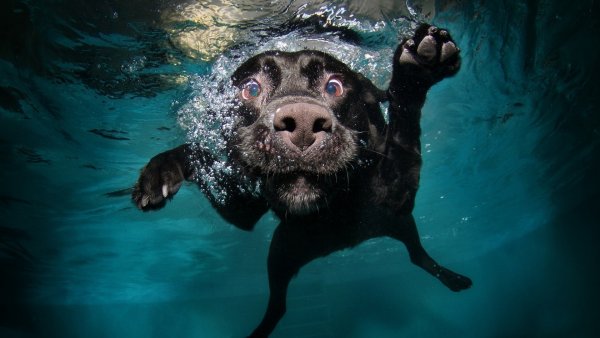 Собака под водой