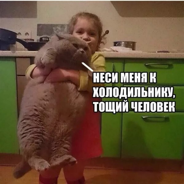 Смешная картина до слез