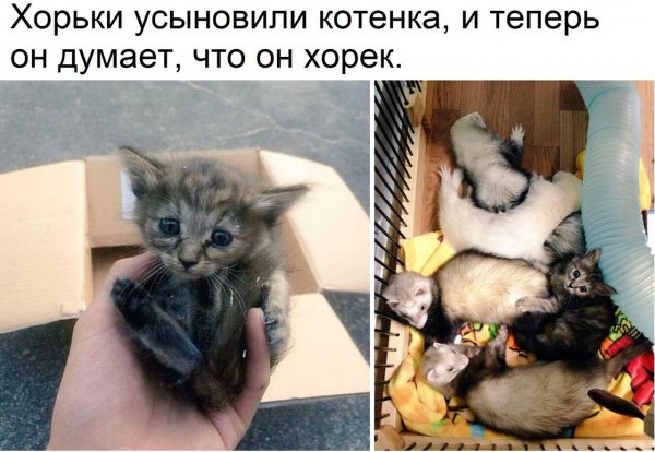 Смешные картинки с надписями