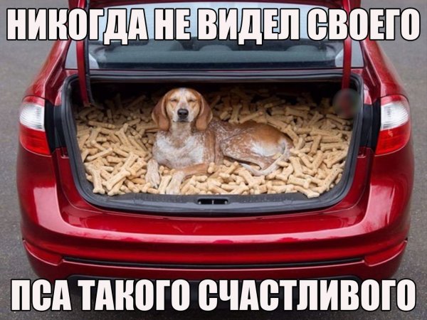 Приколы для поднятия настроения с надписями